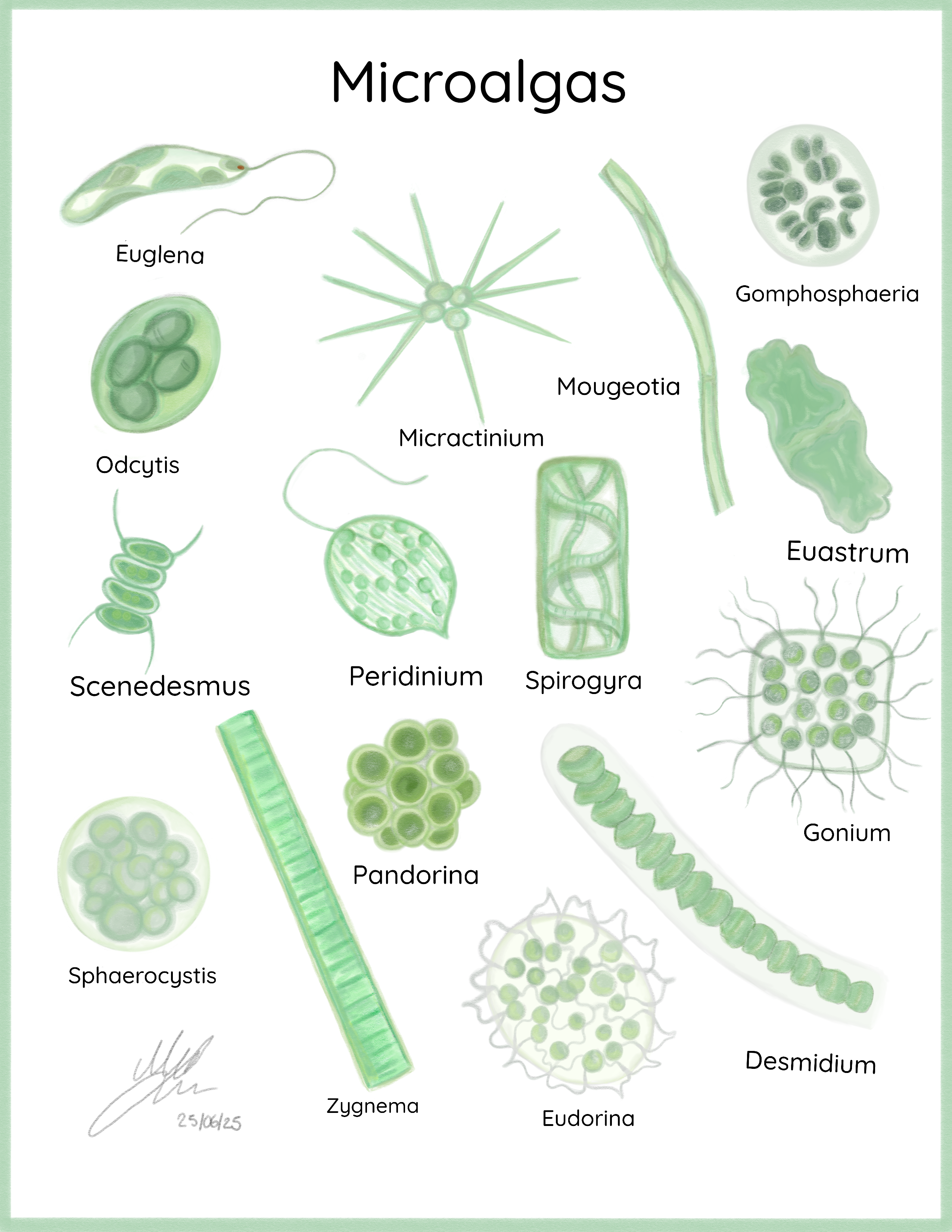 Ilustración científica de microalgas de agua dulce
